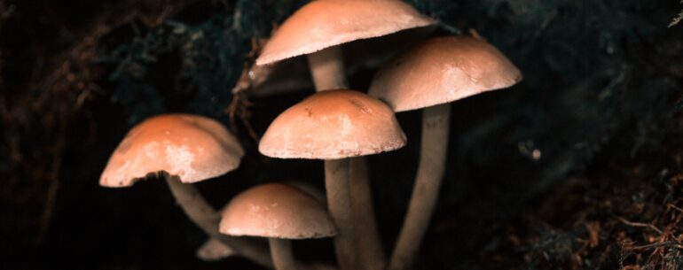 How fast do mushroom supplements work?
